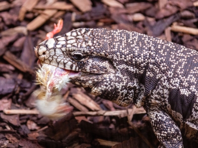 Zwart witte Argentijnse teju - De Zonnegloed - Dierenpark - Dieren opvangcentrum - Sanctuary